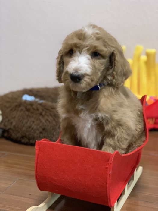 Лабрадудль, голдендудль в Києві