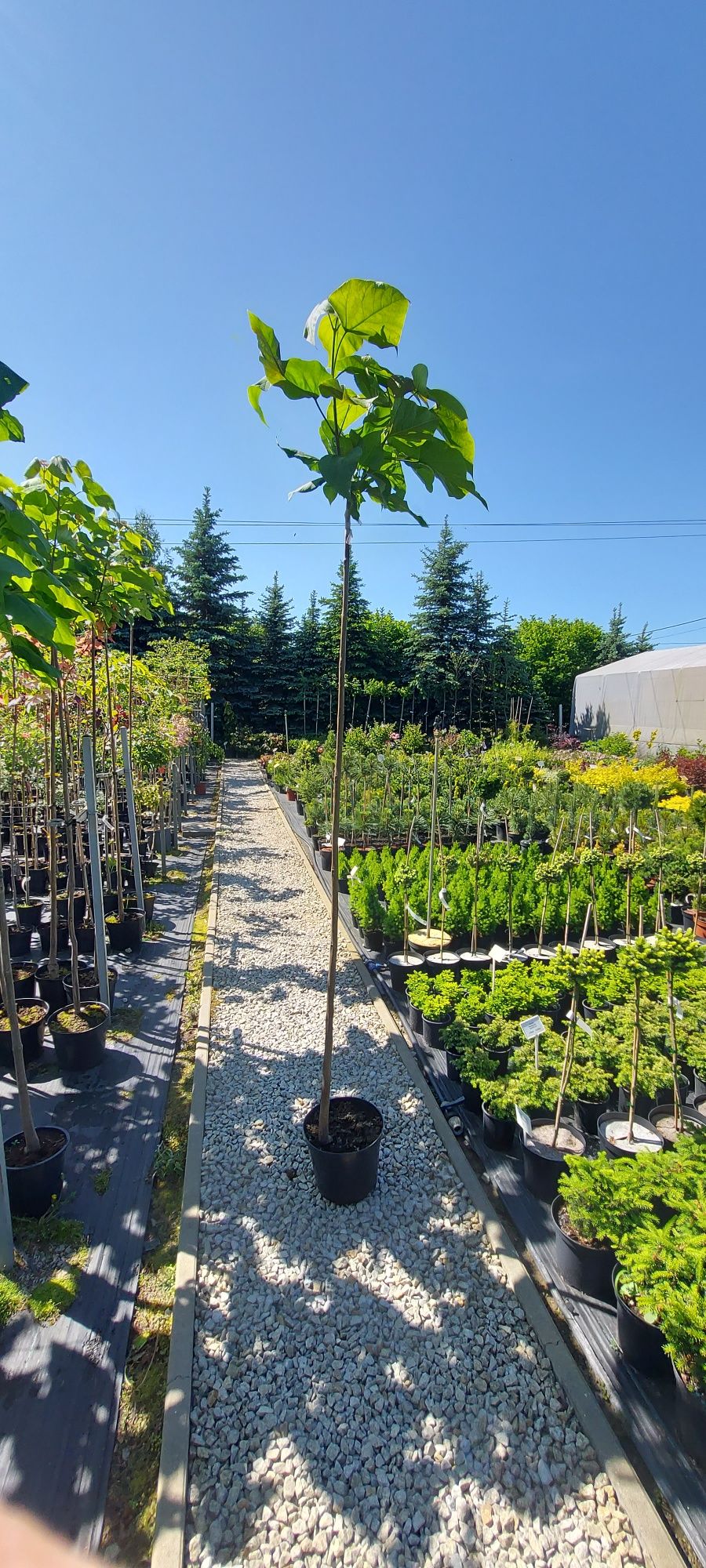 Catalpa Nana SURMIA Katalpa 180-220cm