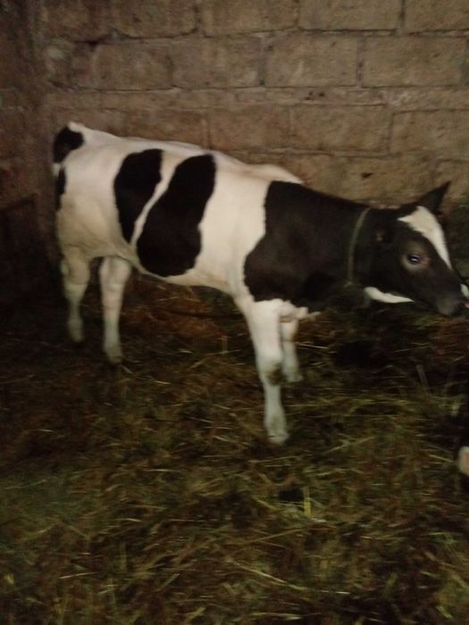 Bydło 2-miesięczne