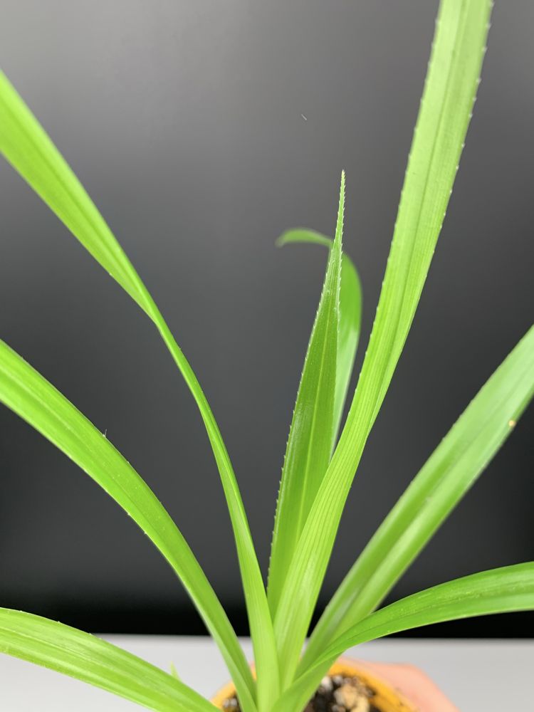 Панданус (Pandanus veitchii)