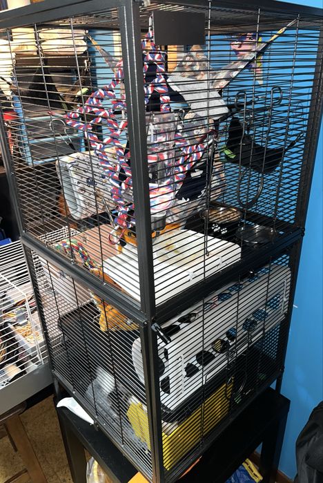 Gaiola para roedores