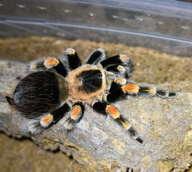Самцы паука птицееда для новичков Мексиканский красно-коленный