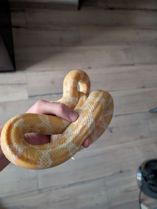 Wąż zbożowy hybryda