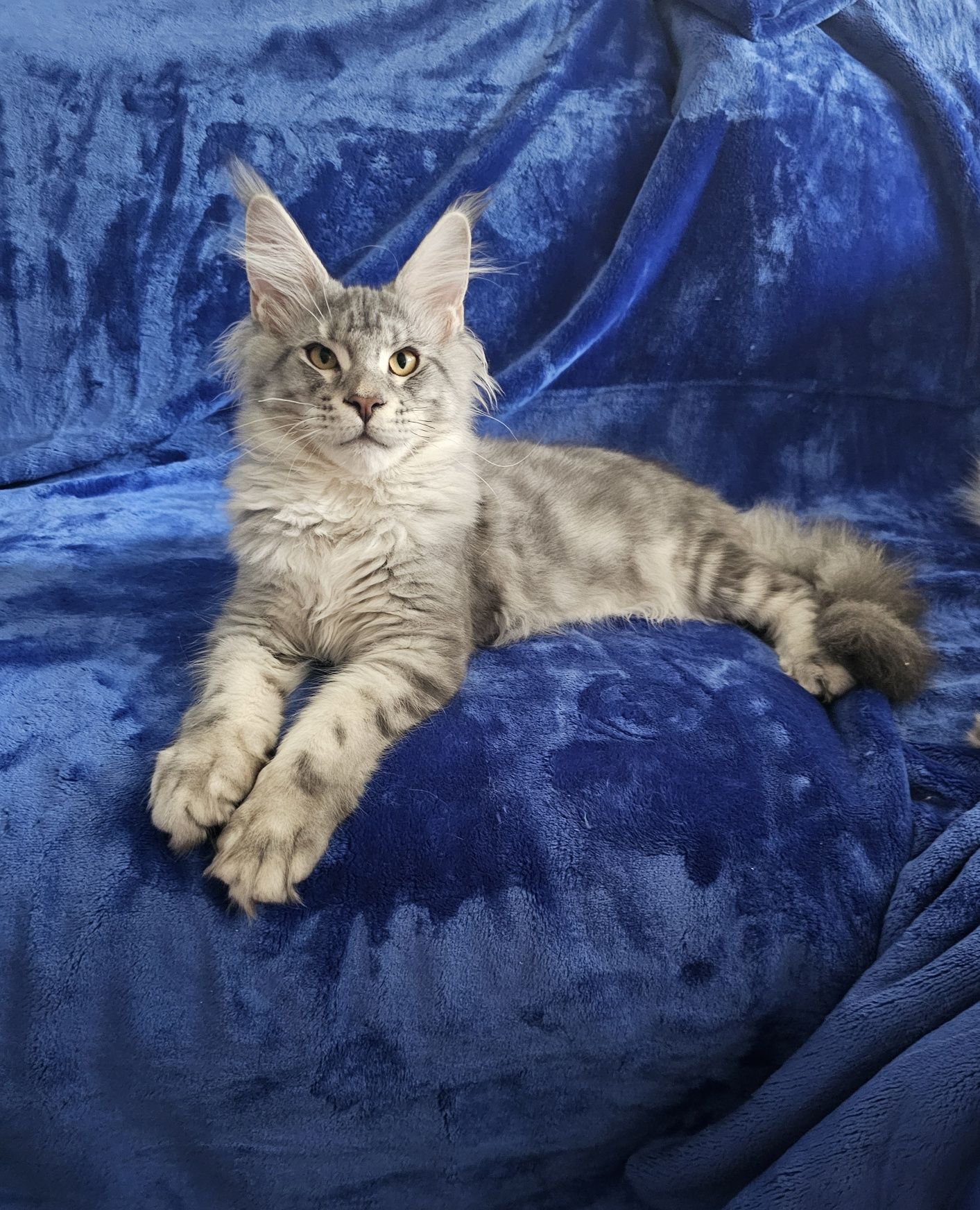 Piękny kocurek Beethoven Maine coon  niebieski pręgowany