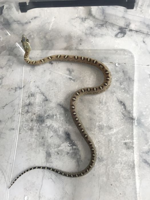 Wąż zbożowy- scaleless, butter, cinder, bloodred, blizzard, snow