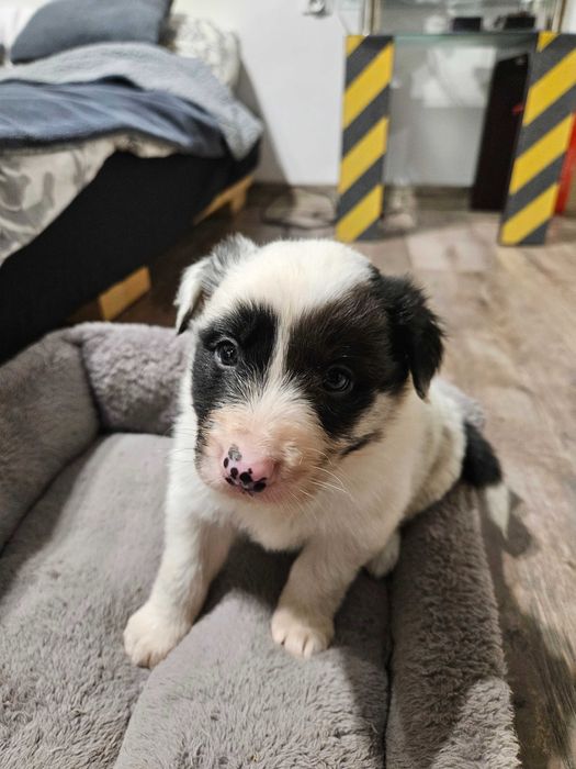 Pies Border Collie