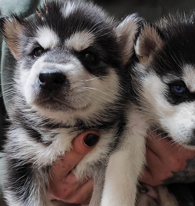 Дуже симпатичні цуценята