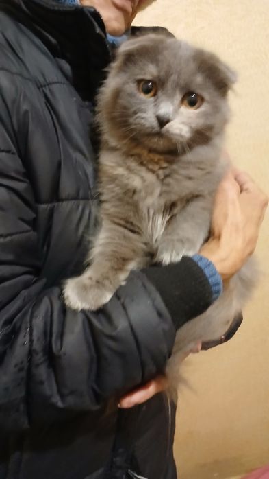 Кошеня. вислоухе