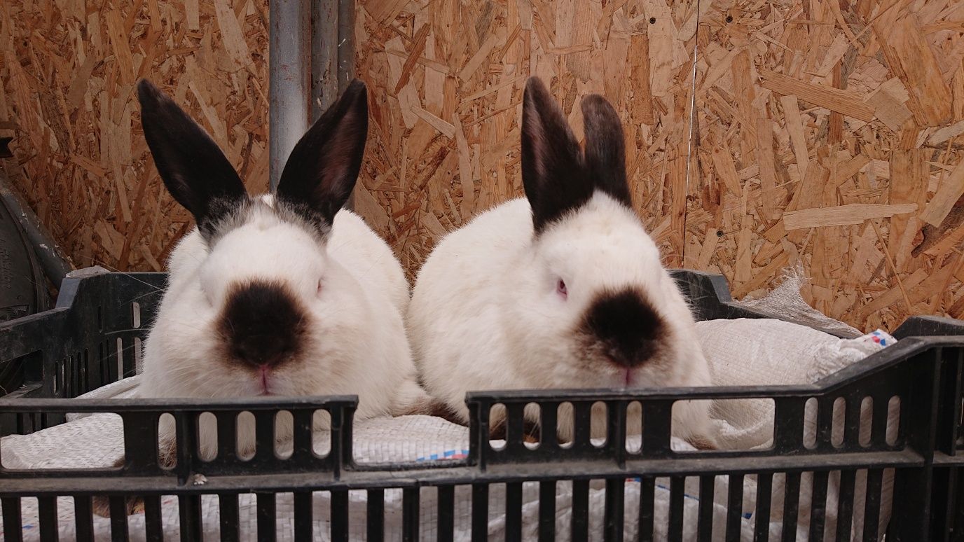 Продам кроликів Каліфорнії САМЦІ