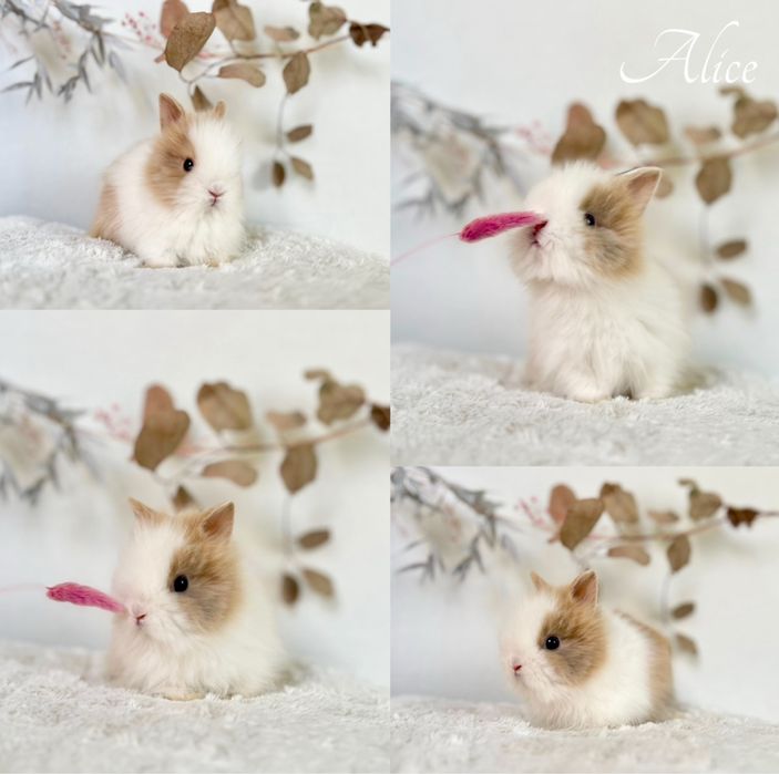 Króliczki rasy Karzełek: Teddy, niderlandzki oraz Mini Lop CZYSTA RASA