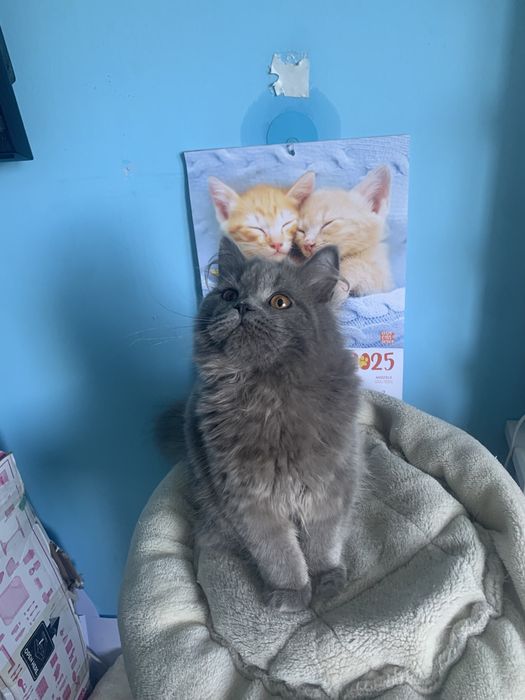 Kocurek brytyjski długowłosy rodowód  fpl gotowy do odbioru