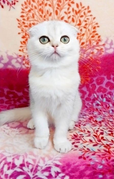 Шикарная малышка, ооочень милая и ласковая вислоушка