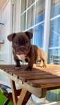 American Bully Micro Chocolate – Linhagem 2xCrow Importada