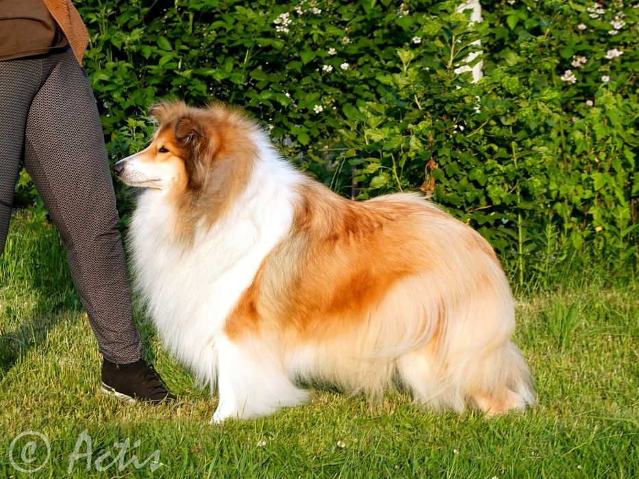 COLLIE Owczarek Szkocki młoda suczka po Multi Championie