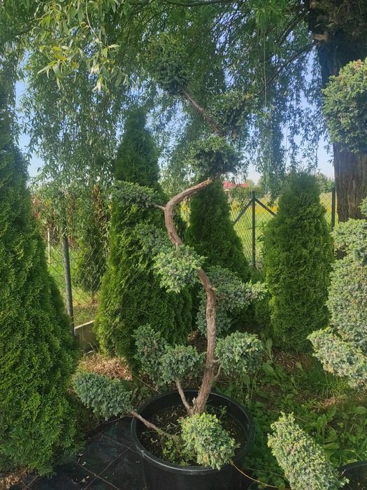 Jałowiec formowany 200cm.  Bonsai