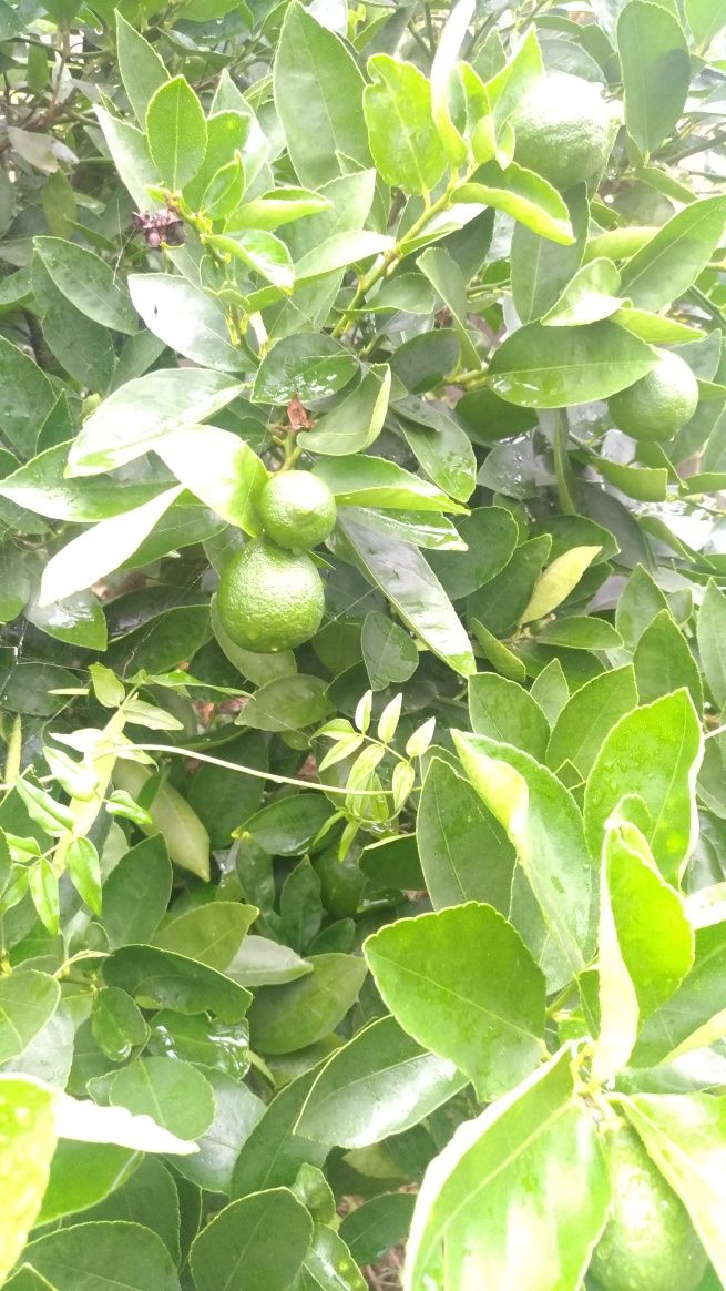 Limas e limões caseiros sem qualquer tratamento