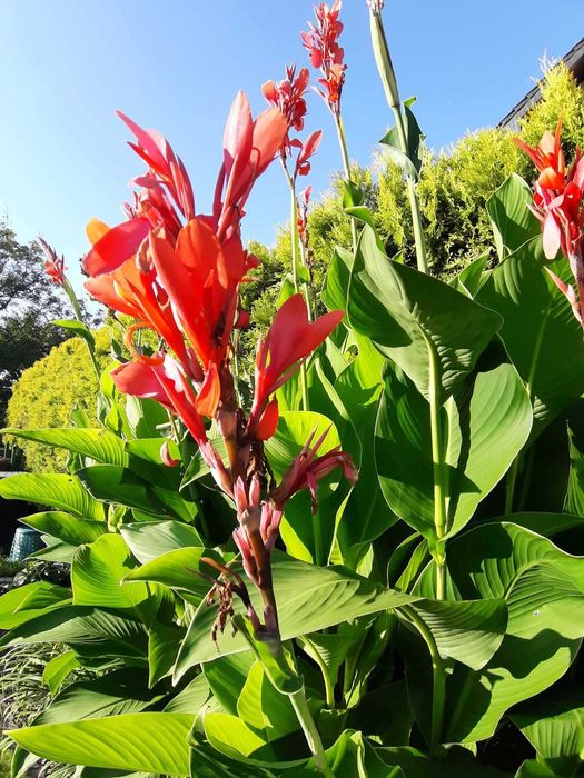 Kanna canna czerwony red paciorecznik kłącza bulwy 1kg tj 2 szt do 3 s