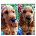 Śliczny Cocker spaniel - gotowy do odbioru