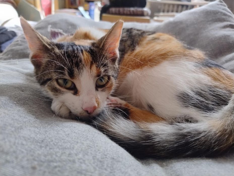 Młode kotki szukają dobrych domków