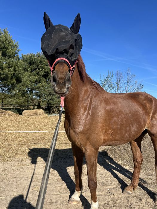 Wysoki 12letni walach sprzedaz