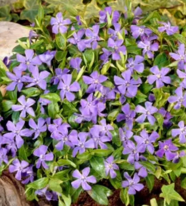 Bergenie,Konwalie,Liliowce,Rośliny starodawne