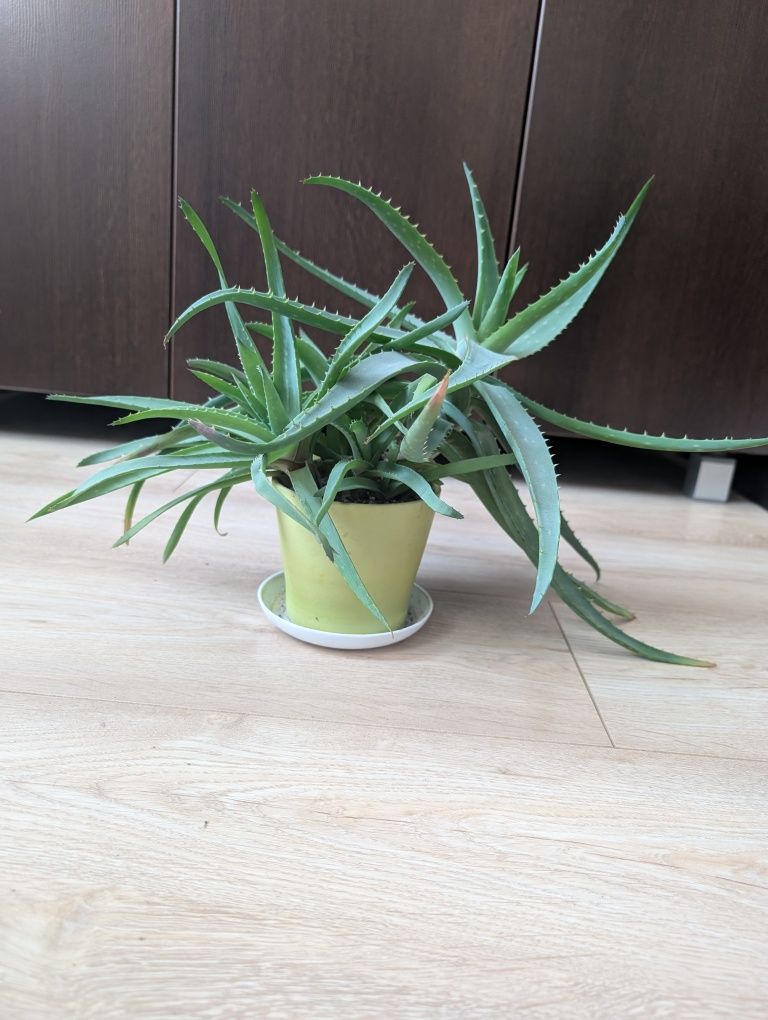 Aloes doniczkowy - odszczepek rośliny