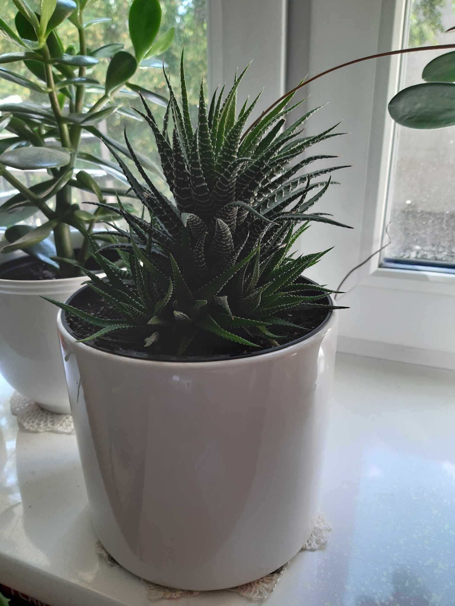 Haworsja Haworthia wąskolistna lub pasiasta kaktus