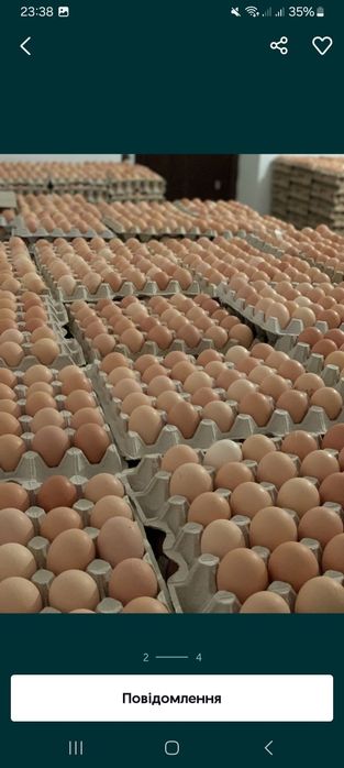 Інкубаційні яйца іспанки голошиї (Червона(