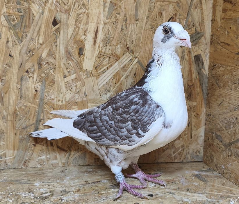 Staropolski pocztowy samiec