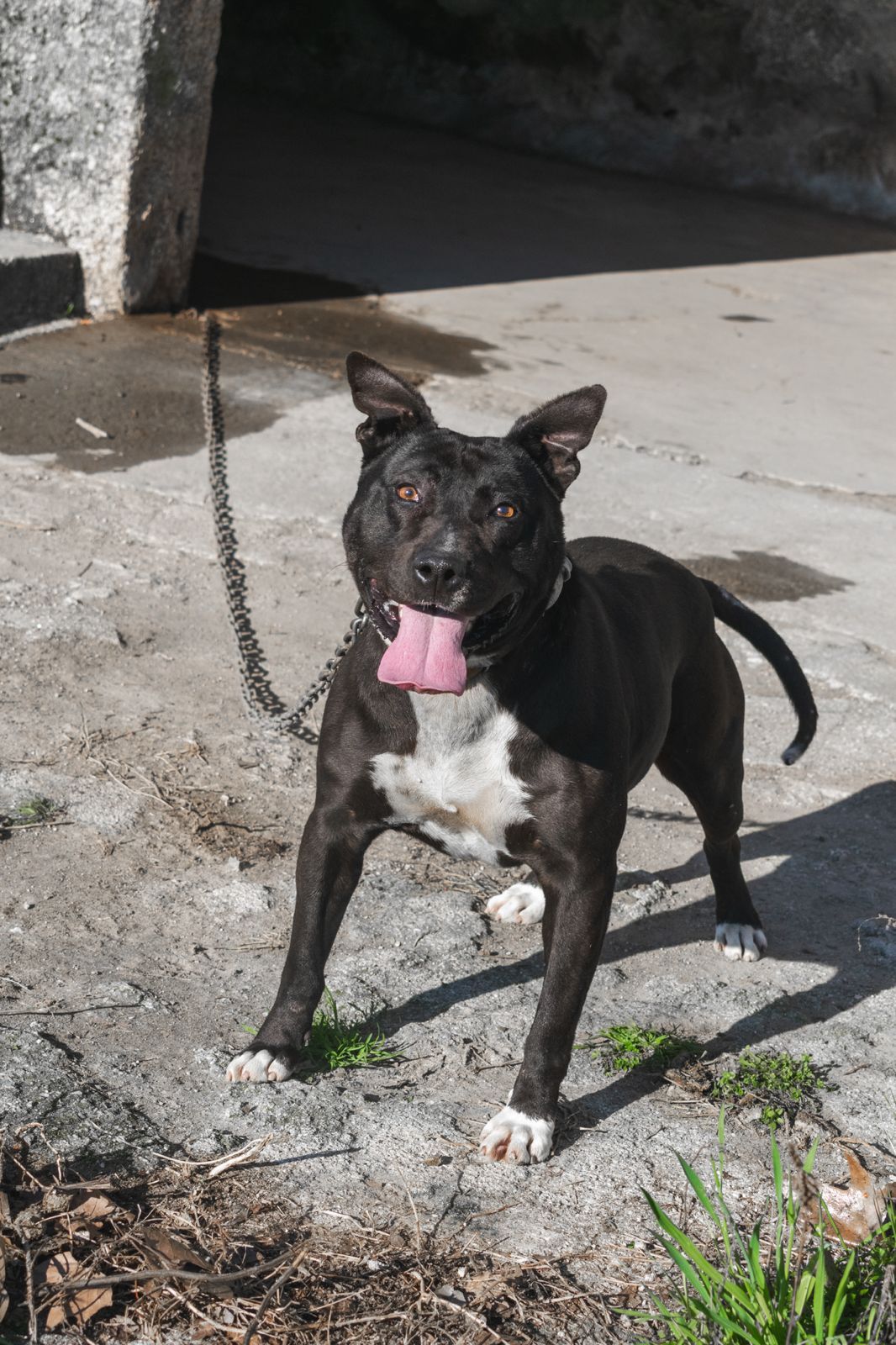 Pitbull para adoção
