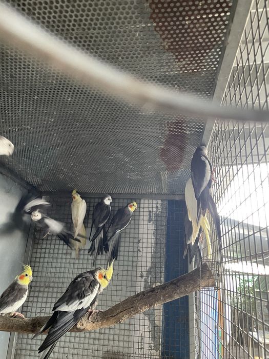 Caturras para reproducao