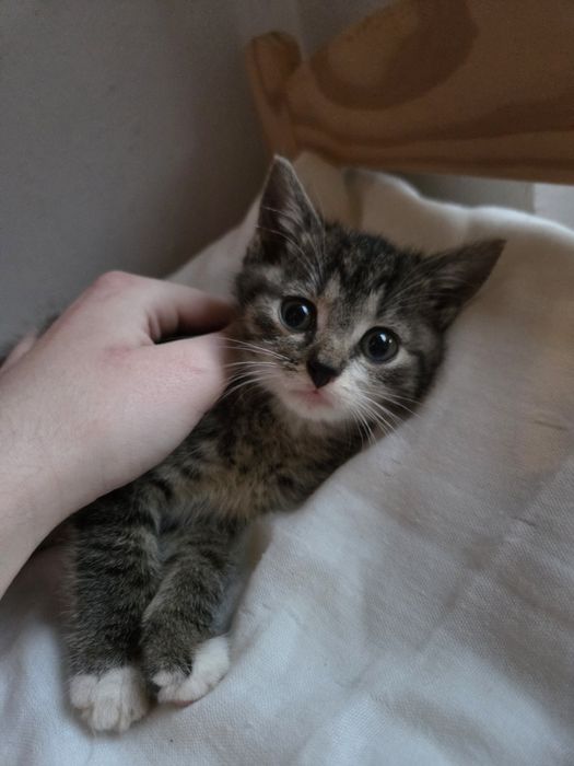 Kocięta do adopcji