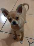 Chihuahua piesek