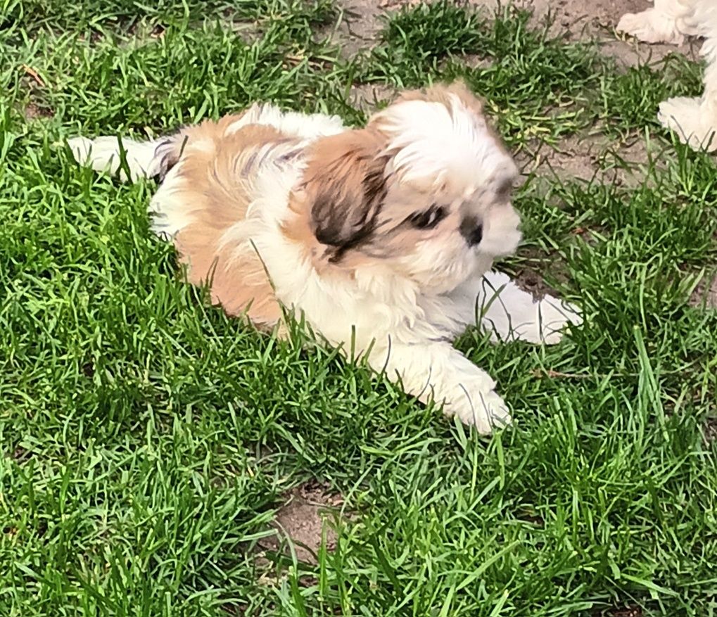 Suczka rasy  Shih-Tzu