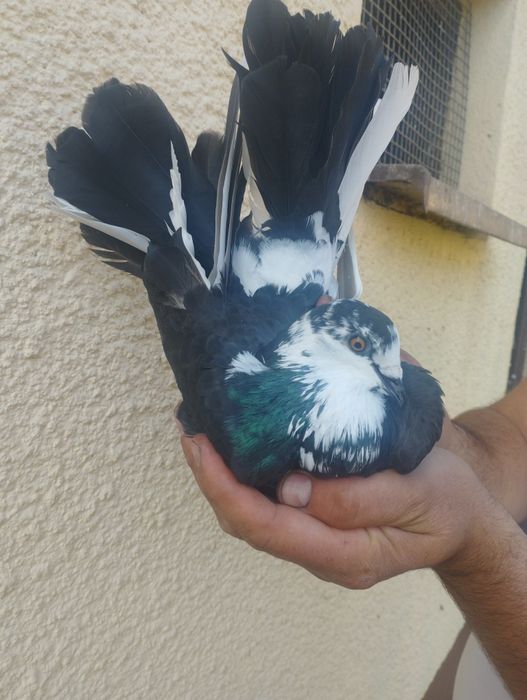 Gołębie ozdobne pawiki mewki białogłówki i inne