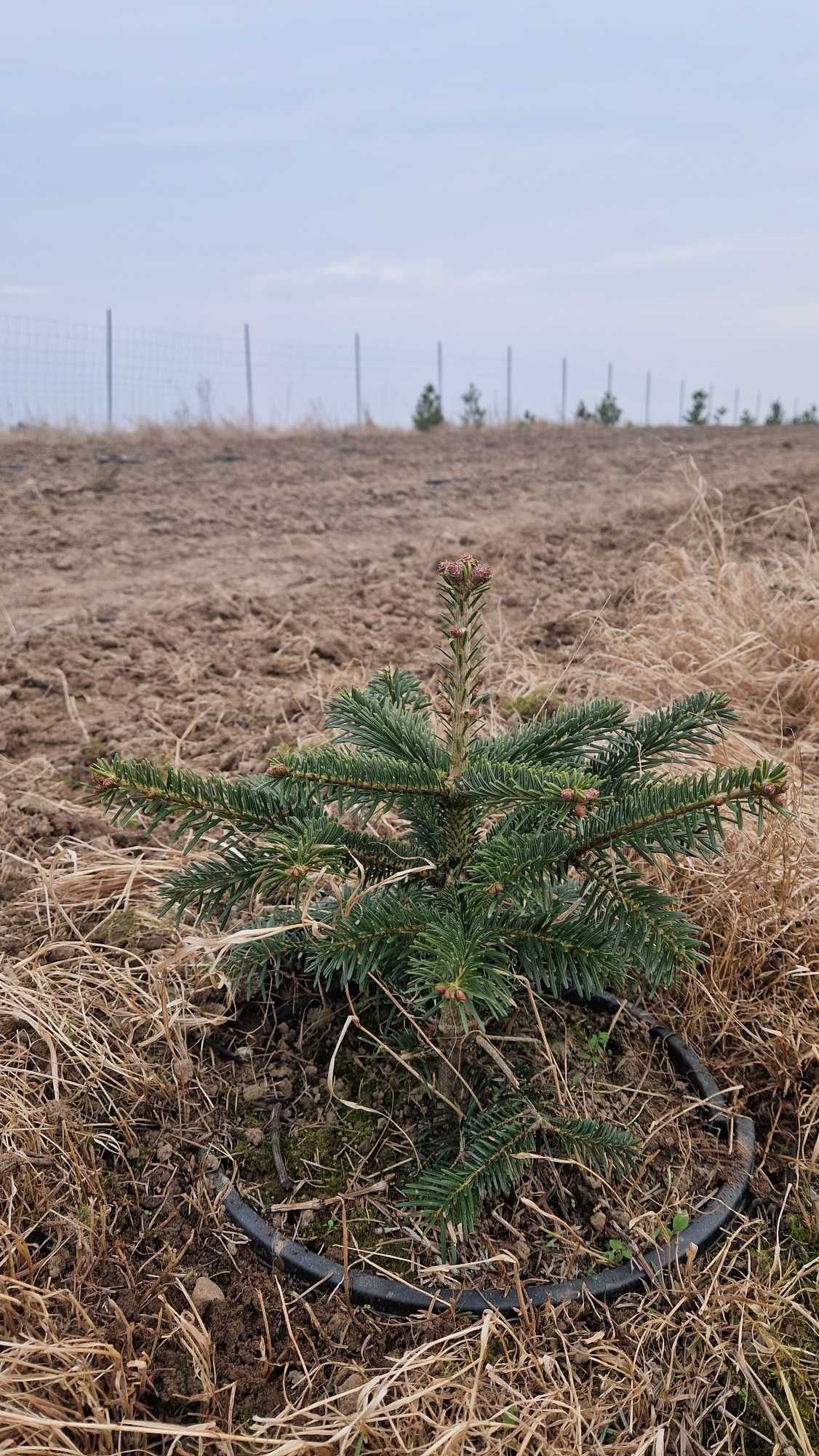 Jodła Kaukaska (Abies Nordmanniana) w donicy ukorzeniona 30 cm