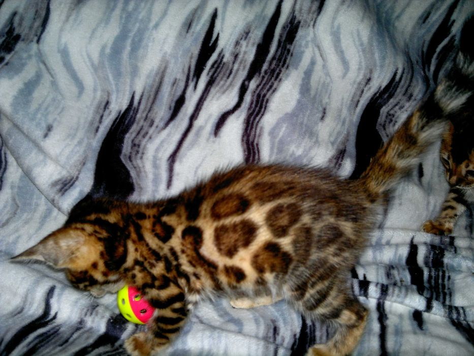 Елітна бенгалочка ШОУ клас від клубної вязки в розведення