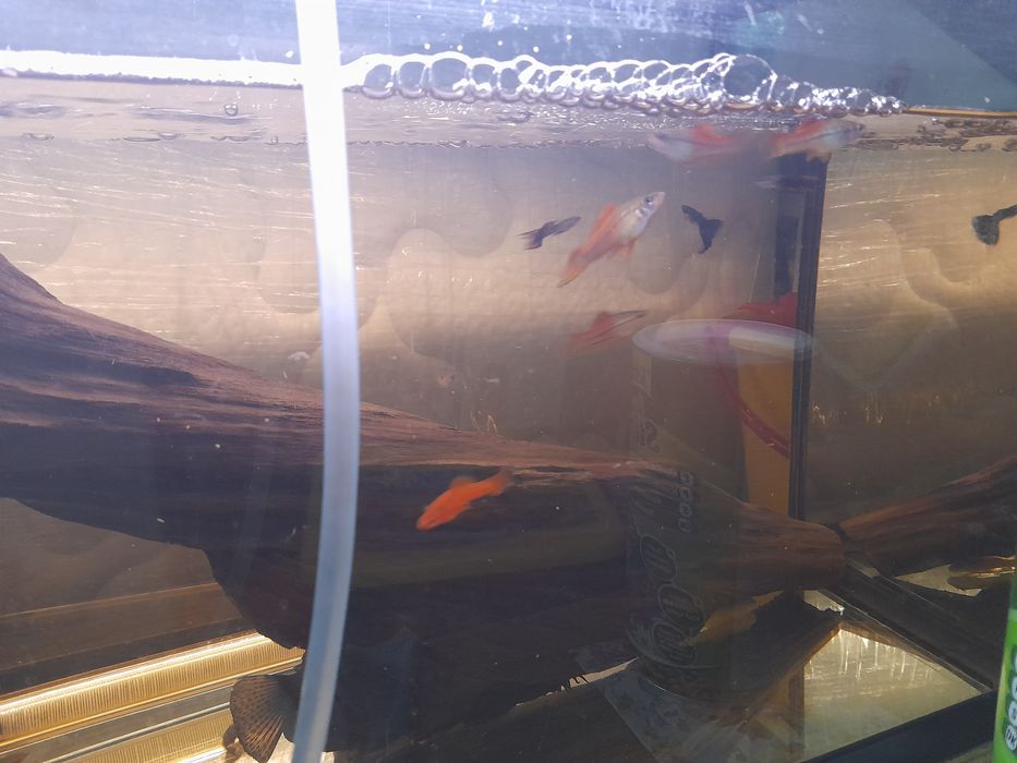 Ancistrus sp recem nascidos e com mais de um ano