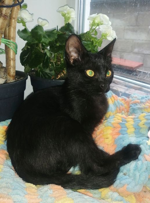 Домашня пантера, кошеня 3,5 місяців, кицька, чорна красуня