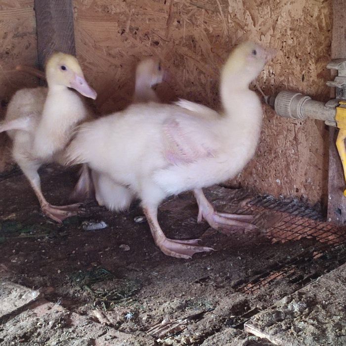 Каченята місячні