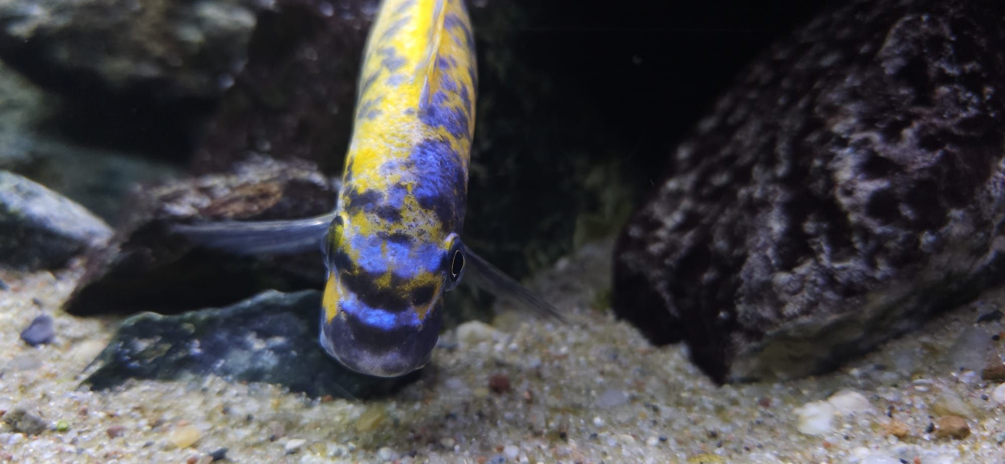 Labeotropheus trewavasae Border MC / OB