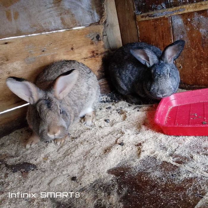 Кролики.Полтавське срібло великі