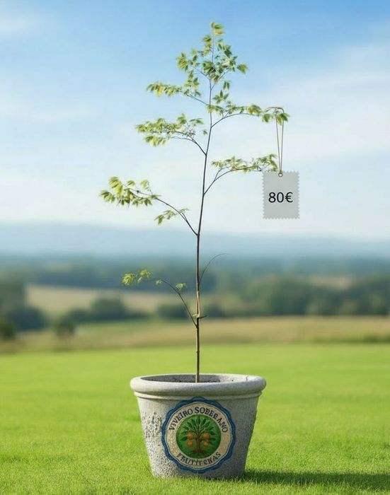 Calabura - Fruta Exótica - A produzir