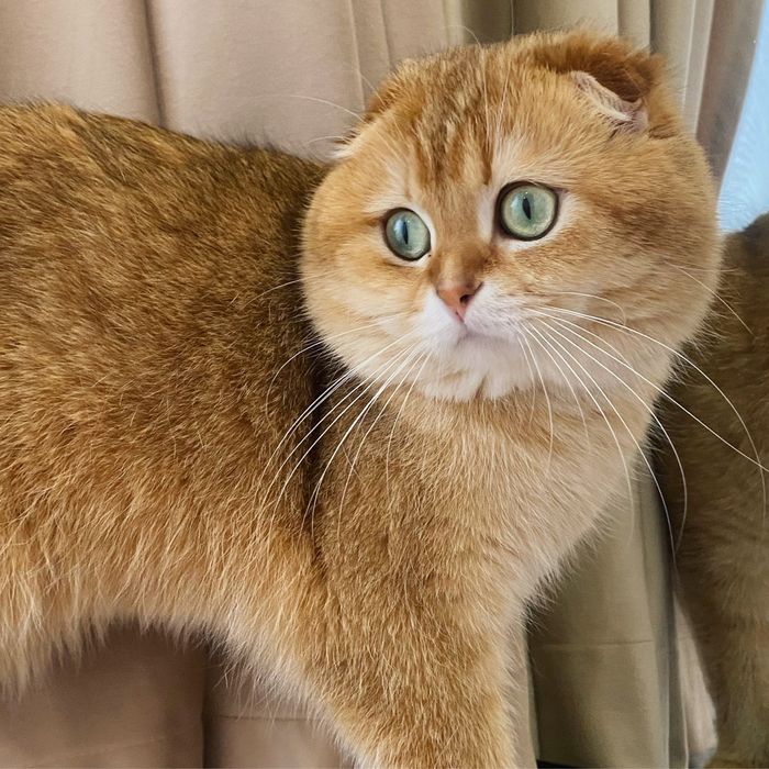 Яскраві представники шотладського золота