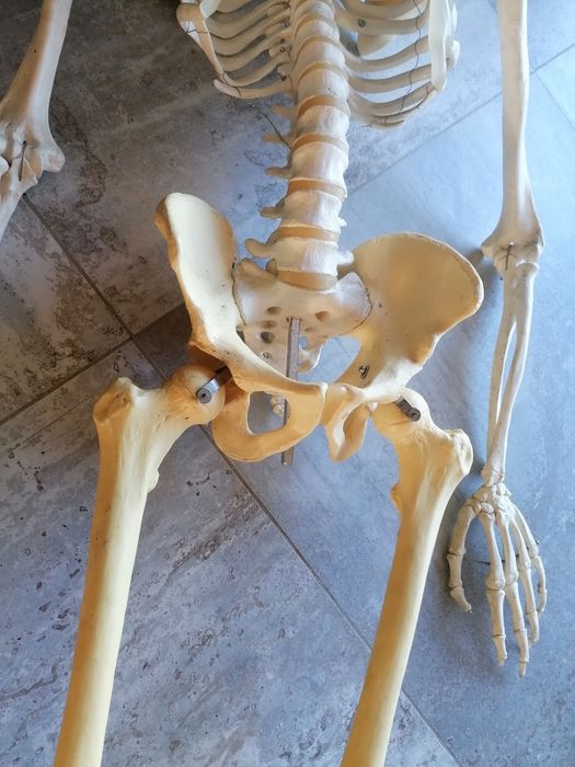 Szkilet edukacyjny człowieka  150 cm