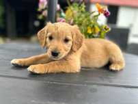 Amira złota sunia golden retriever