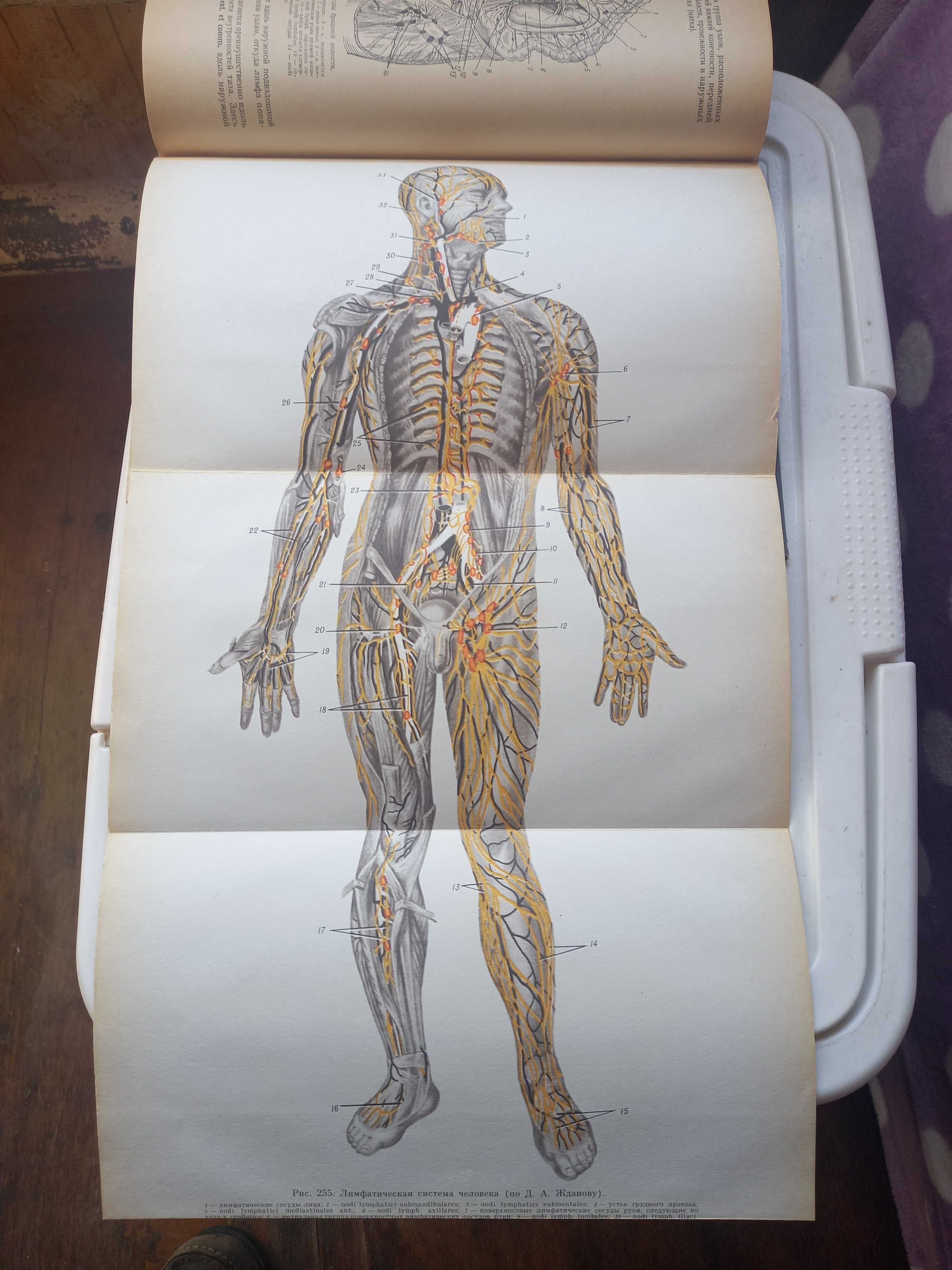 Анатомия человека. Учебник. Медицина. 1974 г.