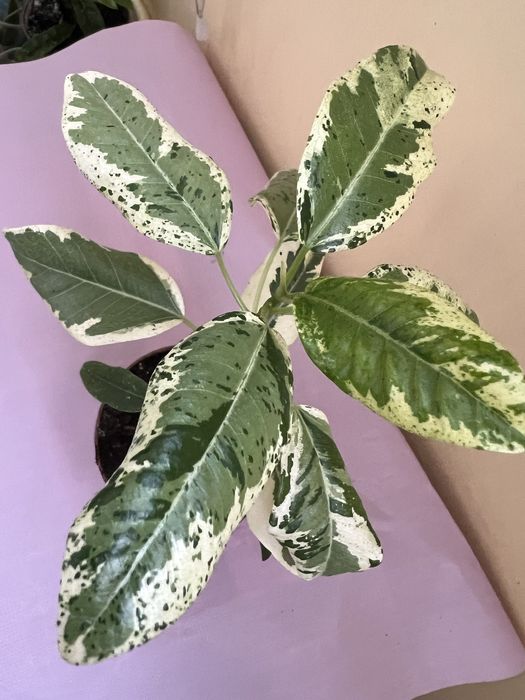 Фікус рубігіноза