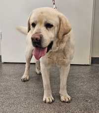 Zawiercie/Blanowice znaleziono psa w typie Labradora!