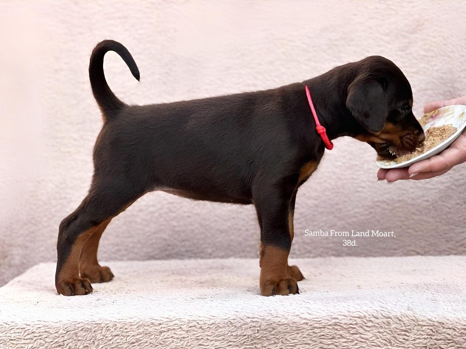 Шикарна дівчинка добермана. Співвласність. Щенок добермана. Доберман.